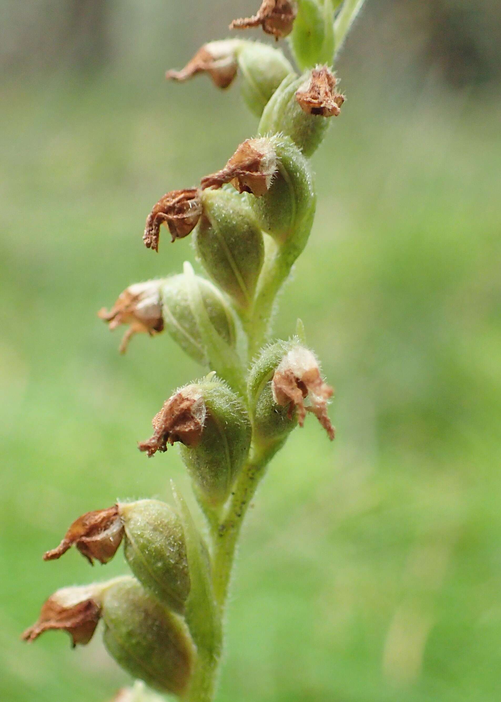 Image of Dwarf rattlesnake plantain (America)