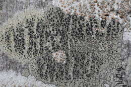 Image of lecidella lichen