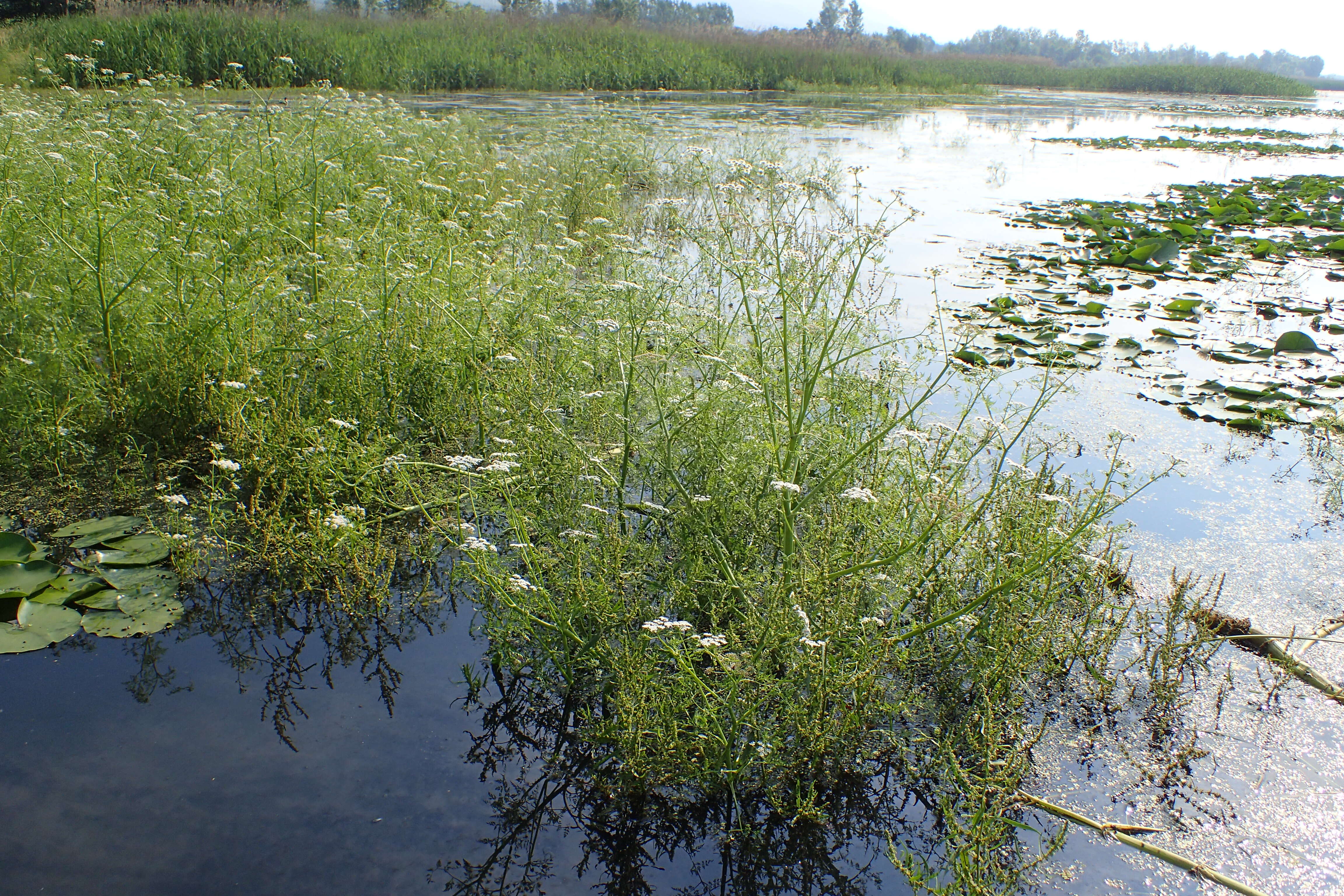 Imagem de Oenanthe aquatica (L.) Poir.