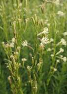 Image of Silene tatarica (L.) Pers.