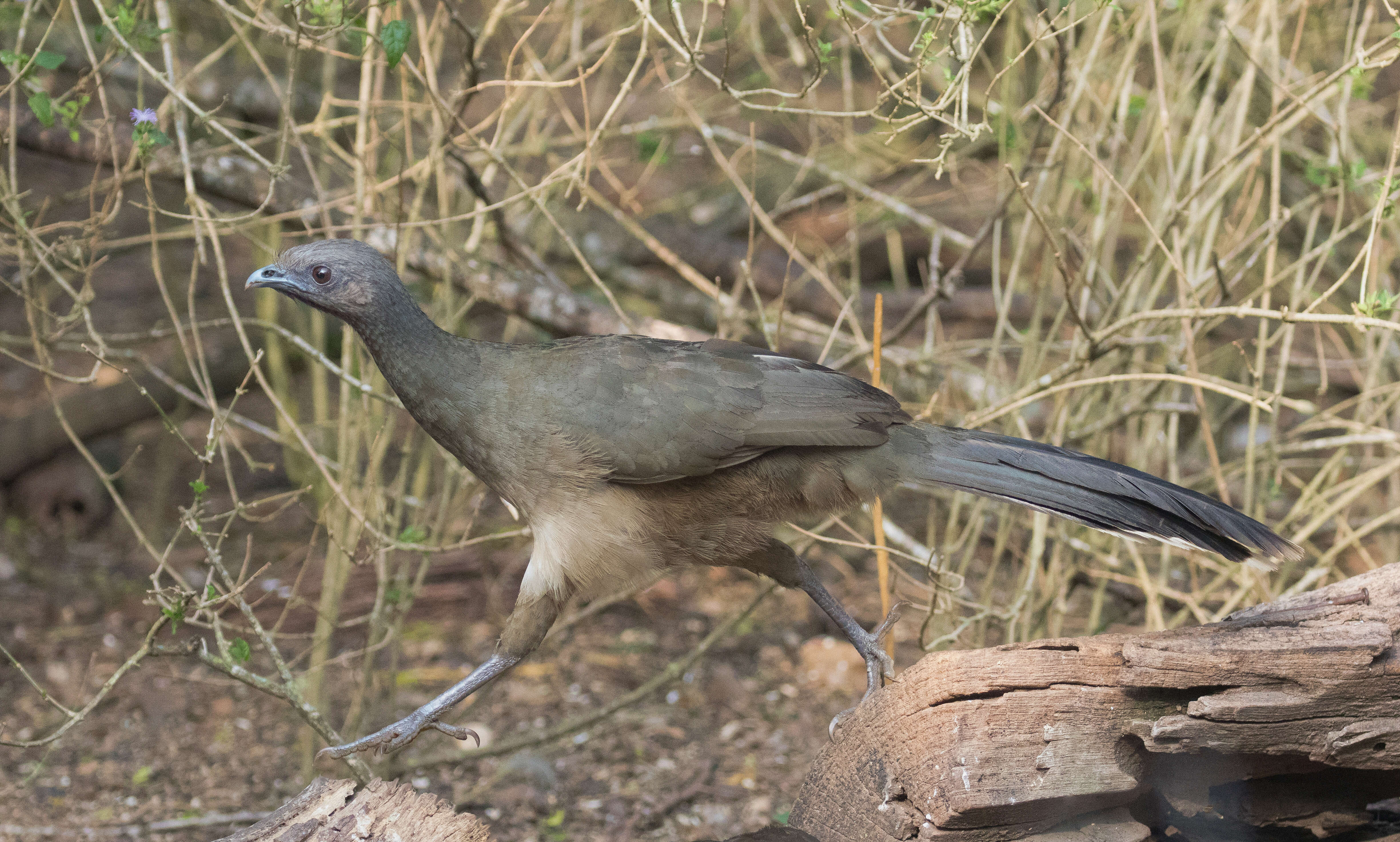 Image de Ortalide chacamel