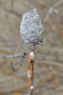 Image of Willow Pinecone Gall Midge