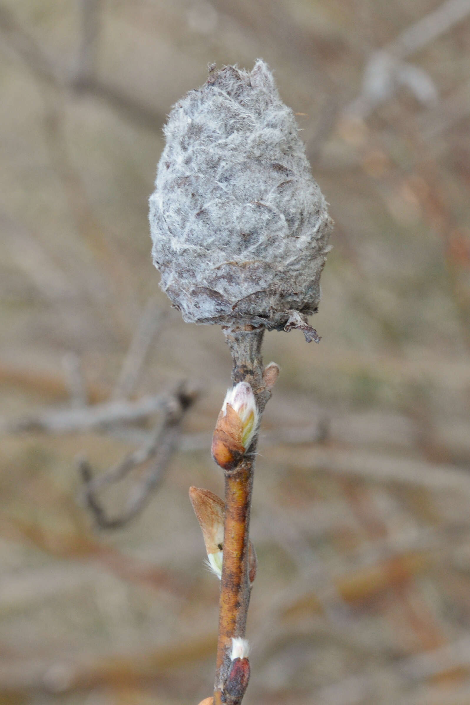 Image of Willow Pinecone Gall Midge