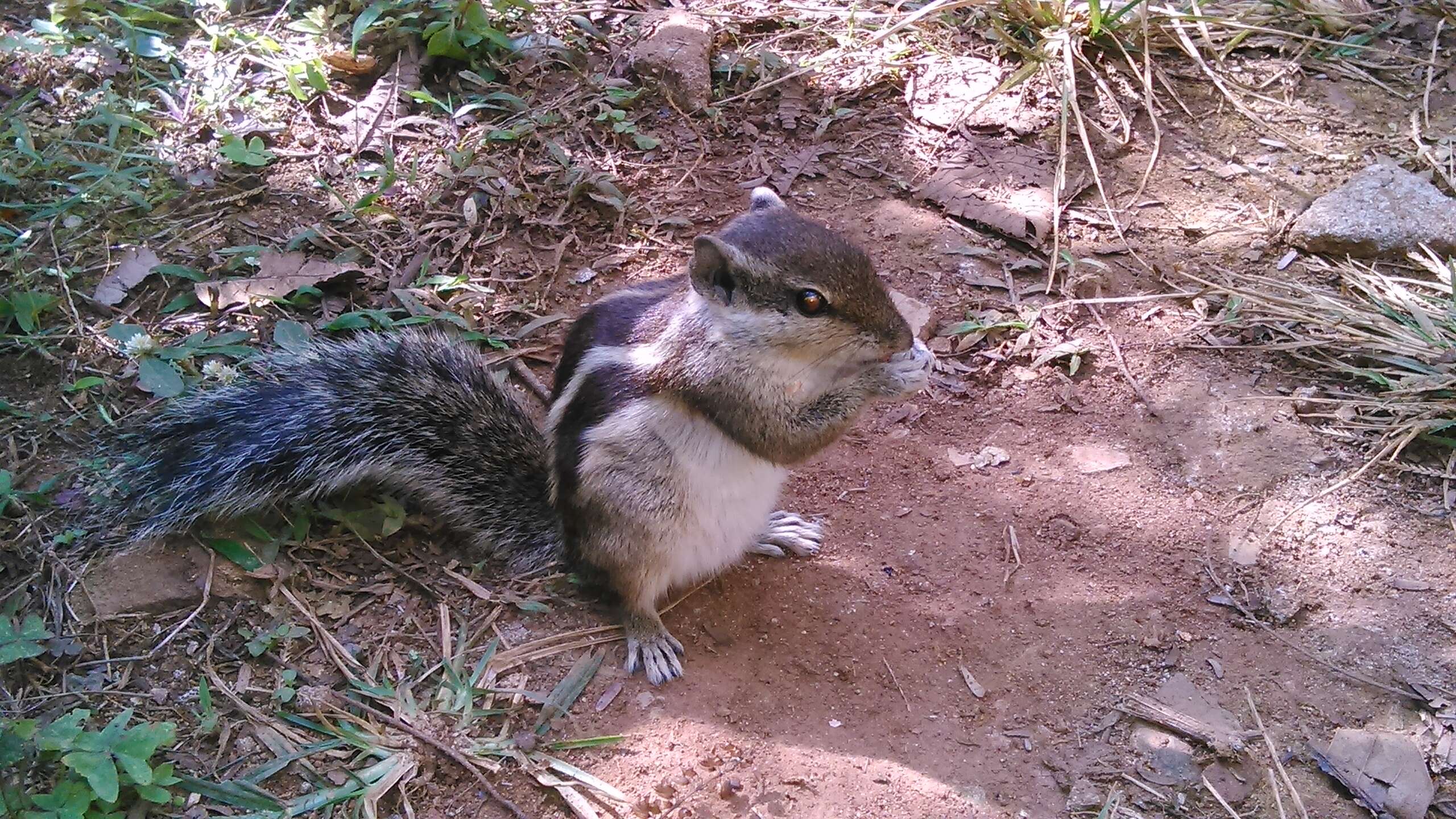 Sivun Funambulus subgen. Prasadsciurus Moore & Tate 1965 kuva