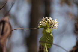 Image of Bitter Oleander