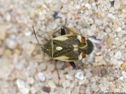 Image of Polymerus unifasciatus (Fabricius 1794)