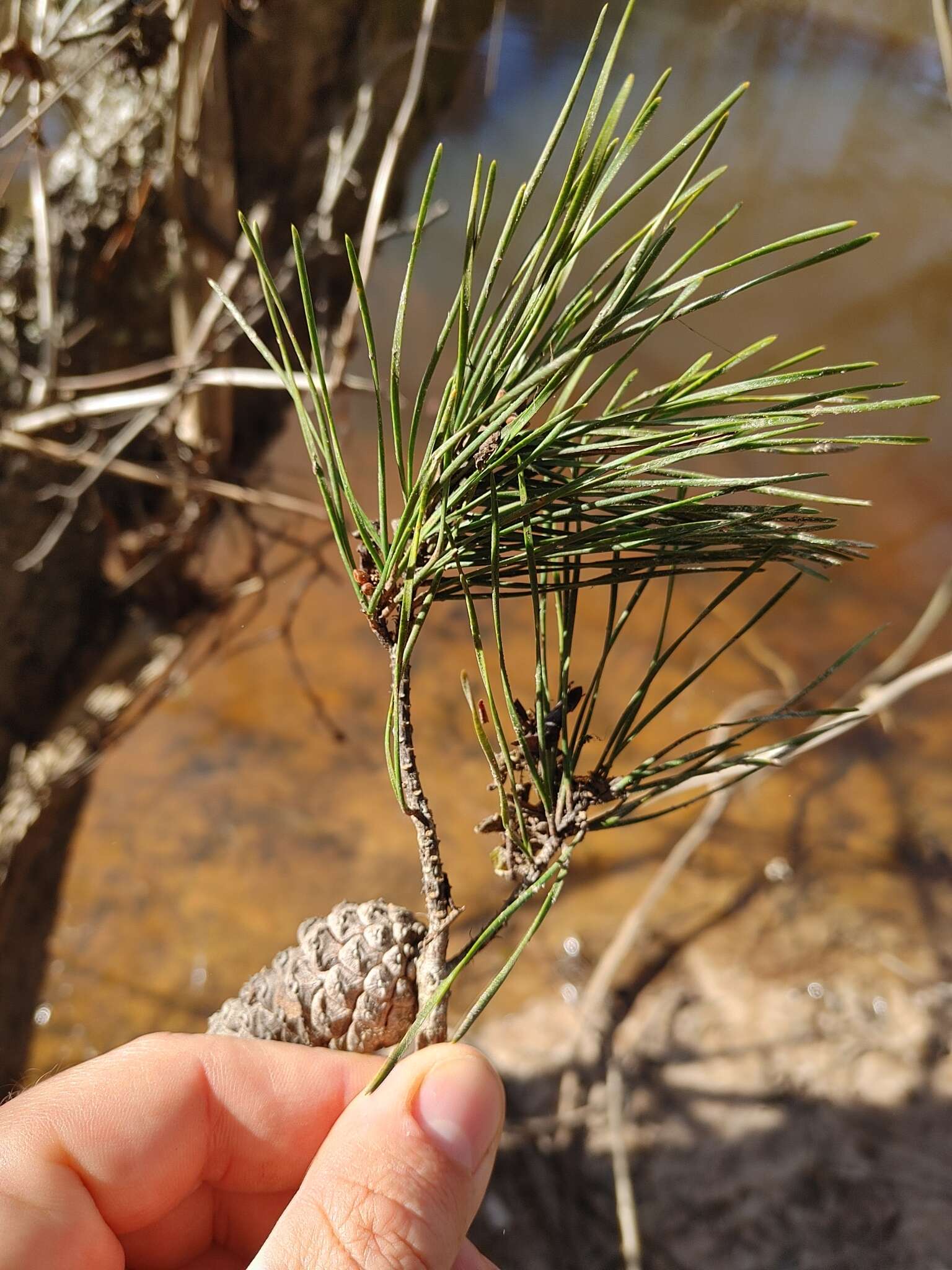 Imagem de Pinus glabra Walter