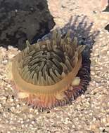 Image of brooding anemone