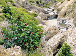 Imagem de Sambucus racemosa L.