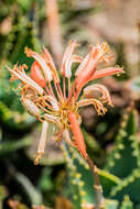 Image of Aloe perfoliata L.