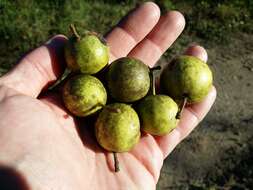 Plancia ëd Pyrus communis subsp. pyraster (L.) Ehrh.