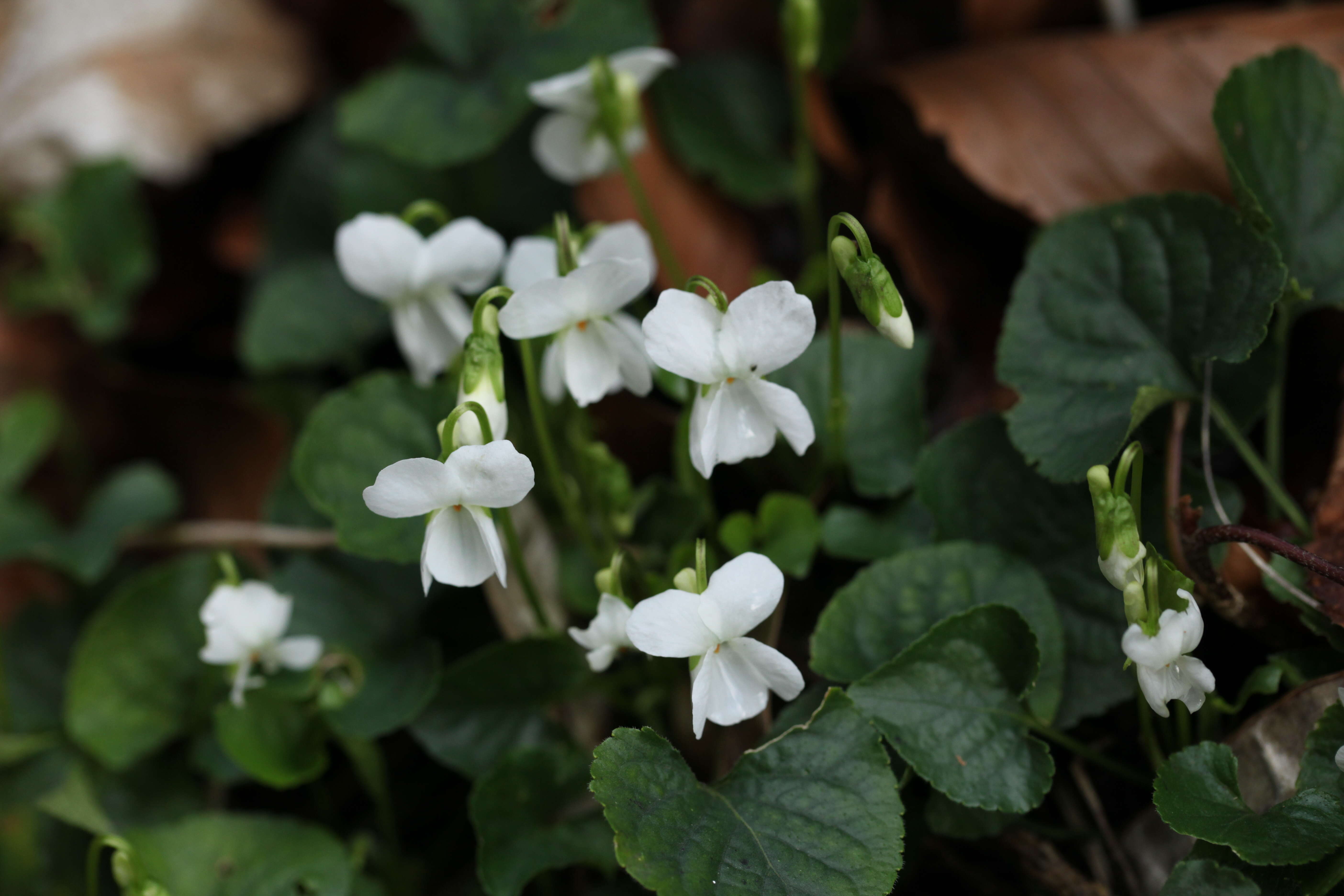 Image of White Violet