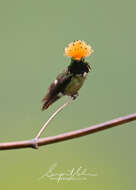 Lophornis stictolophus Salvin, Elliot & DG 1873 resmi