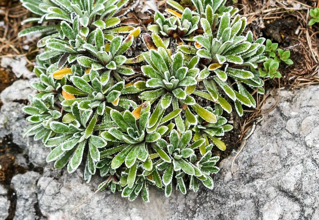 Image of Encrusted Saxifrage