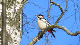 Image of Great Spotted Woodpecker