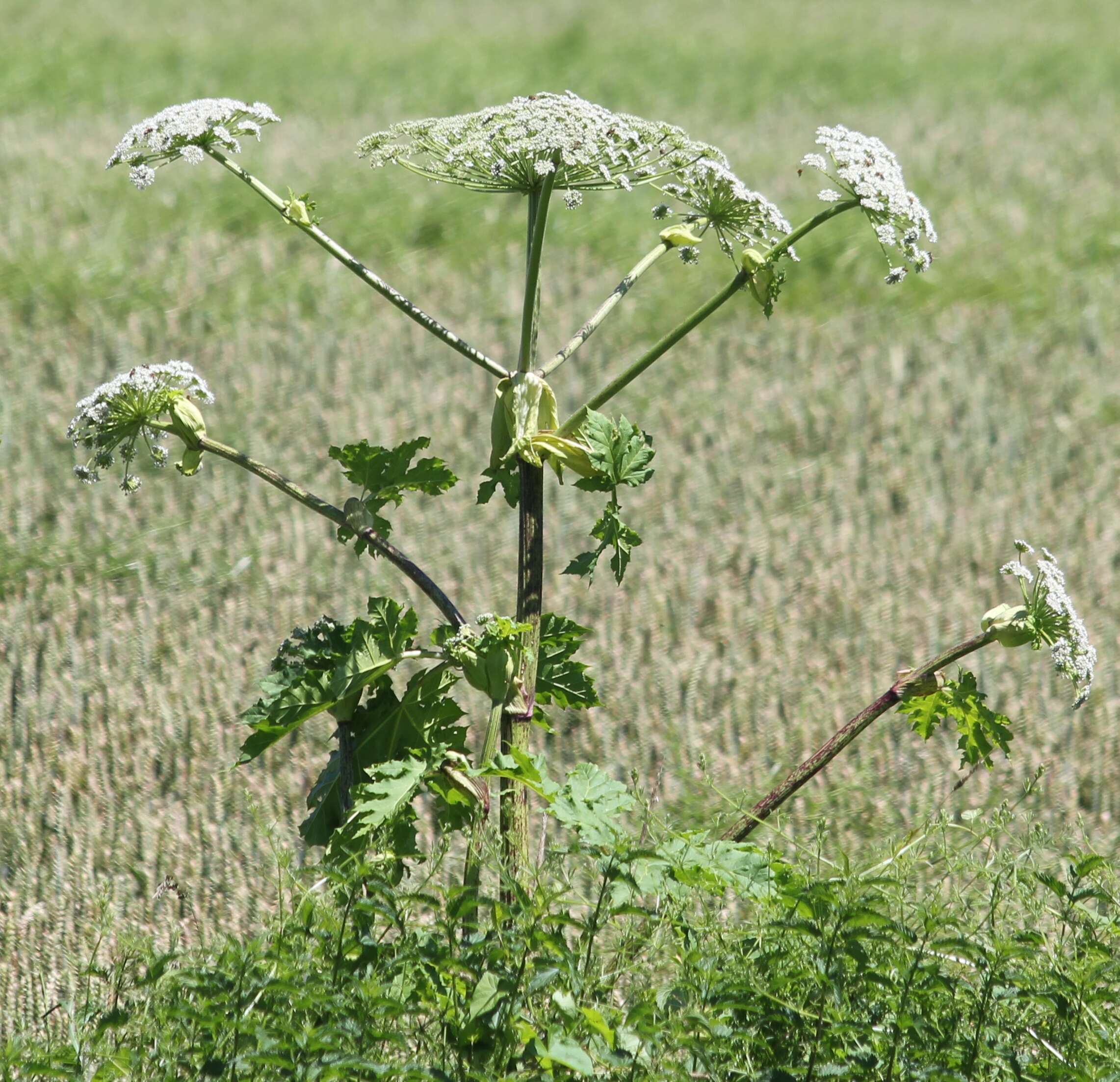 Imagem de Heracleum sosnowskyi Manden.