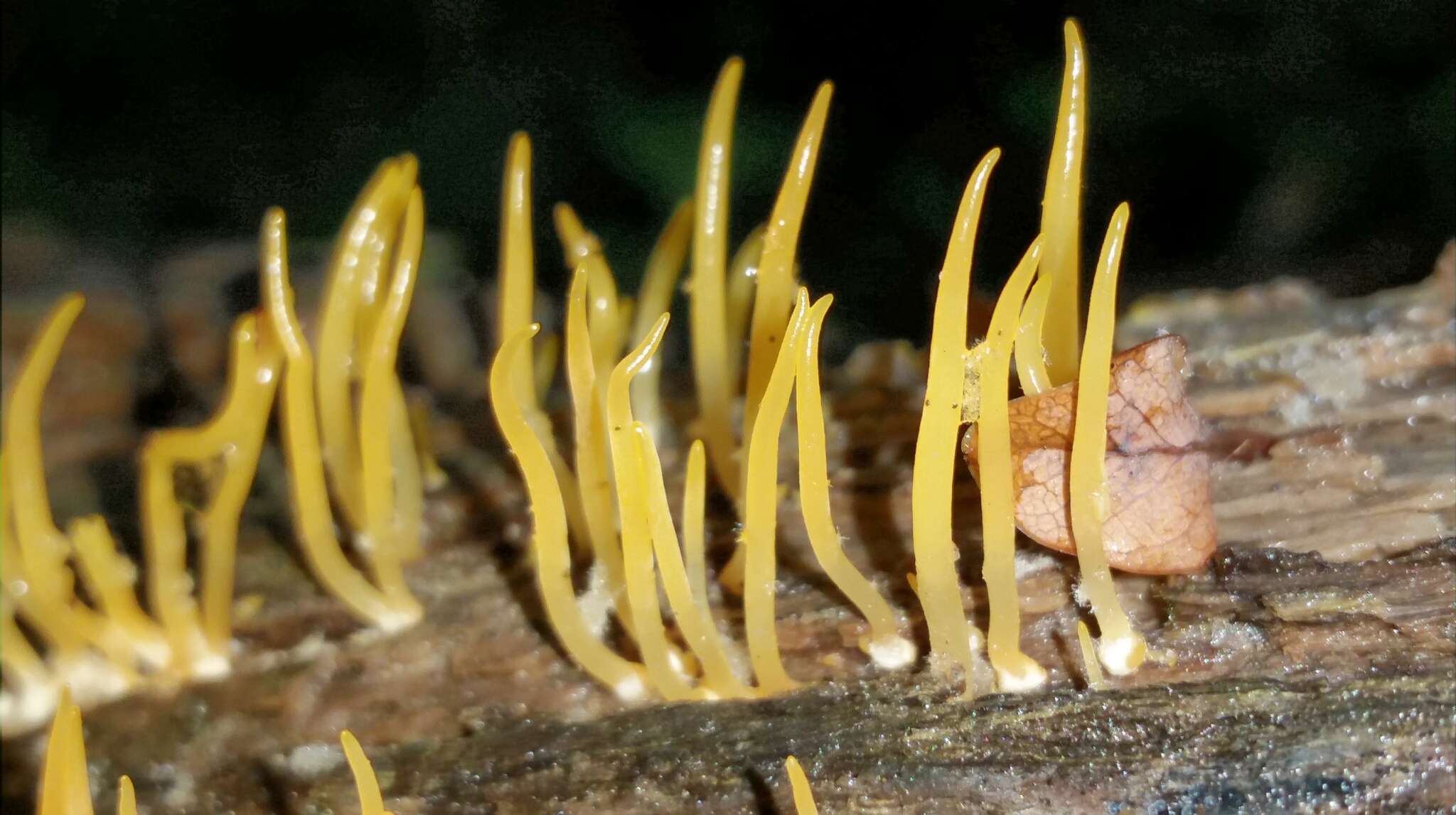 Image of Calocera cornea (Batsch) Fr. 1827