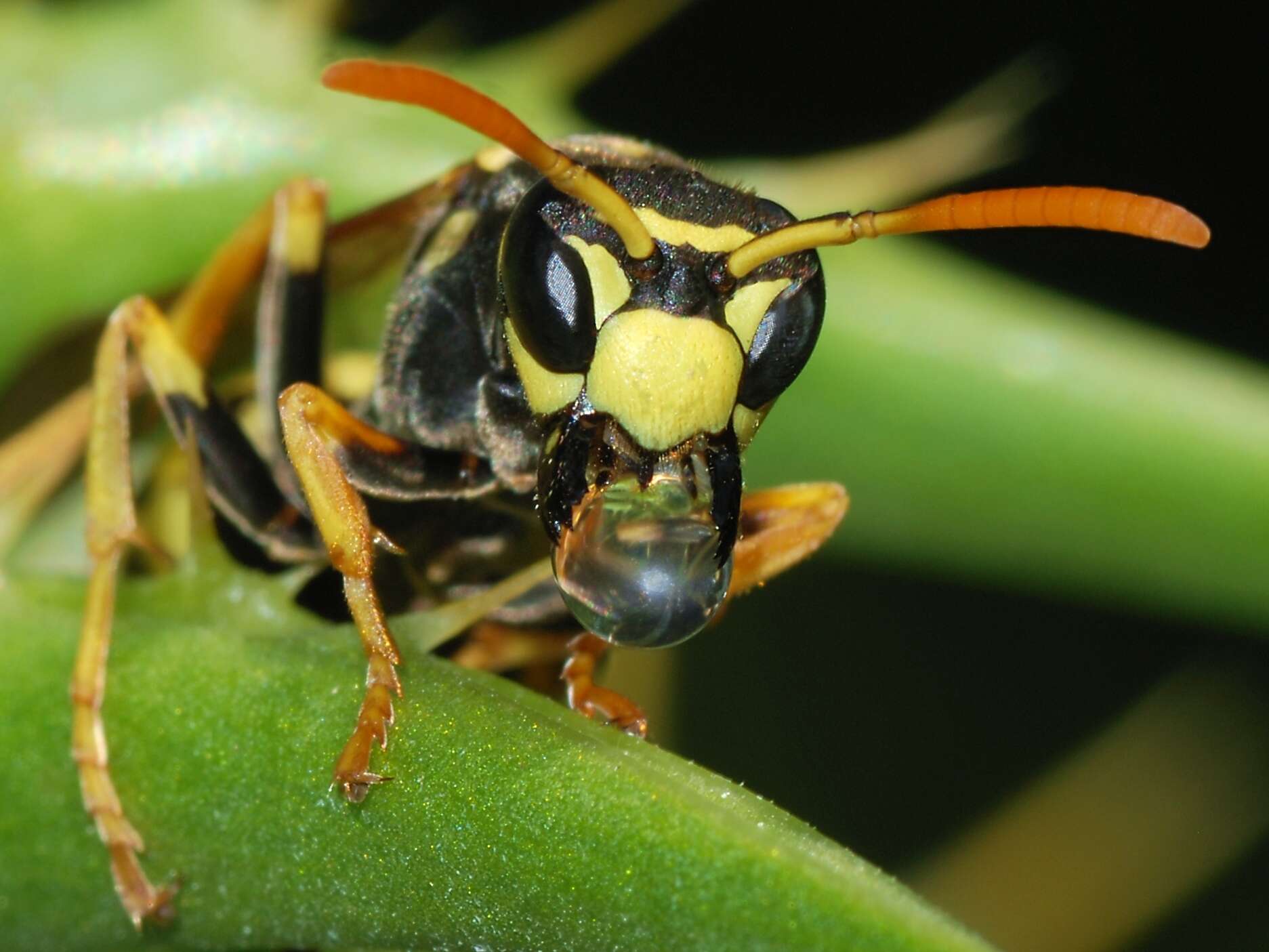 Image of European Paper Wasp