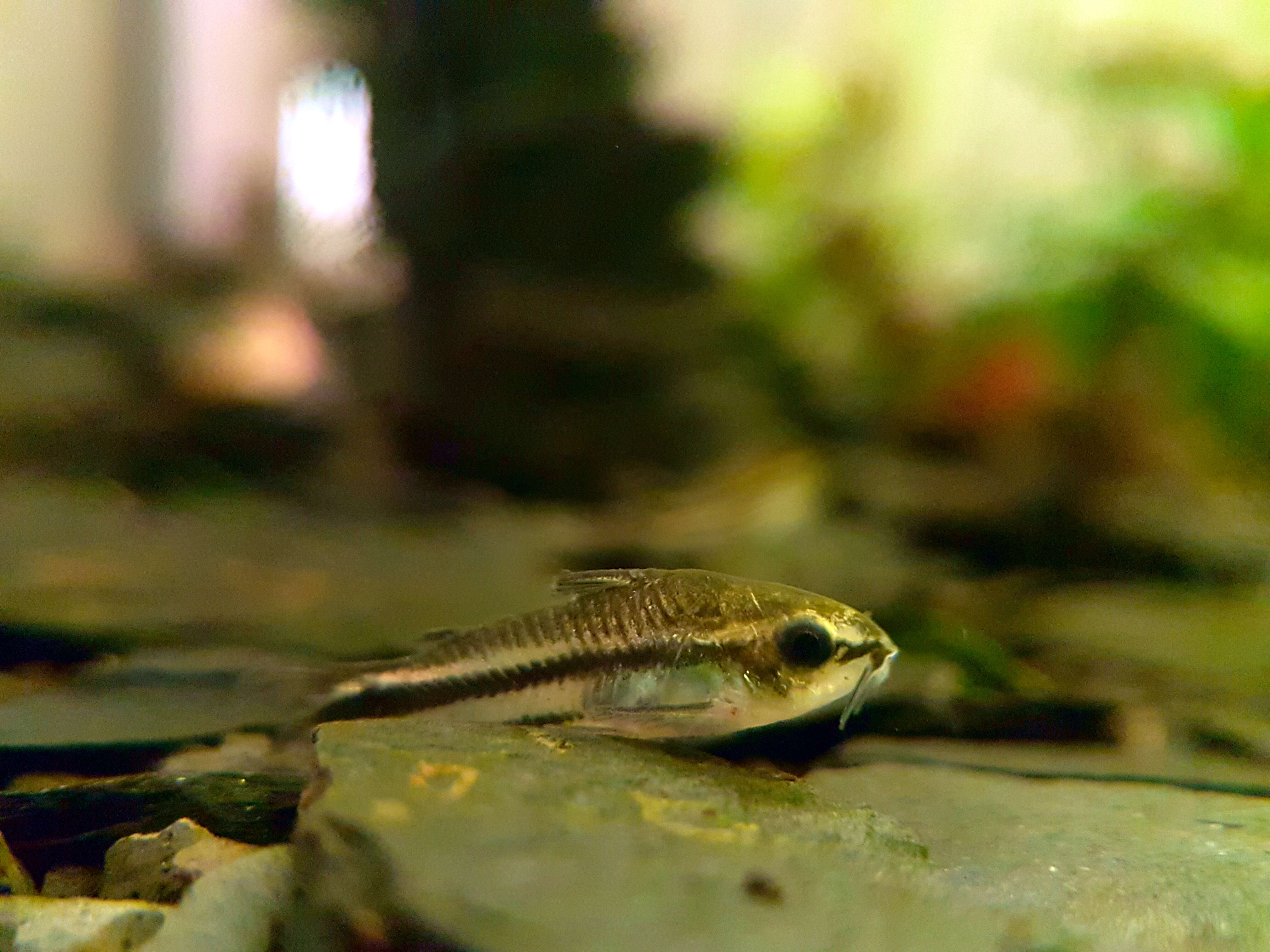 Image of Pygmy catfish