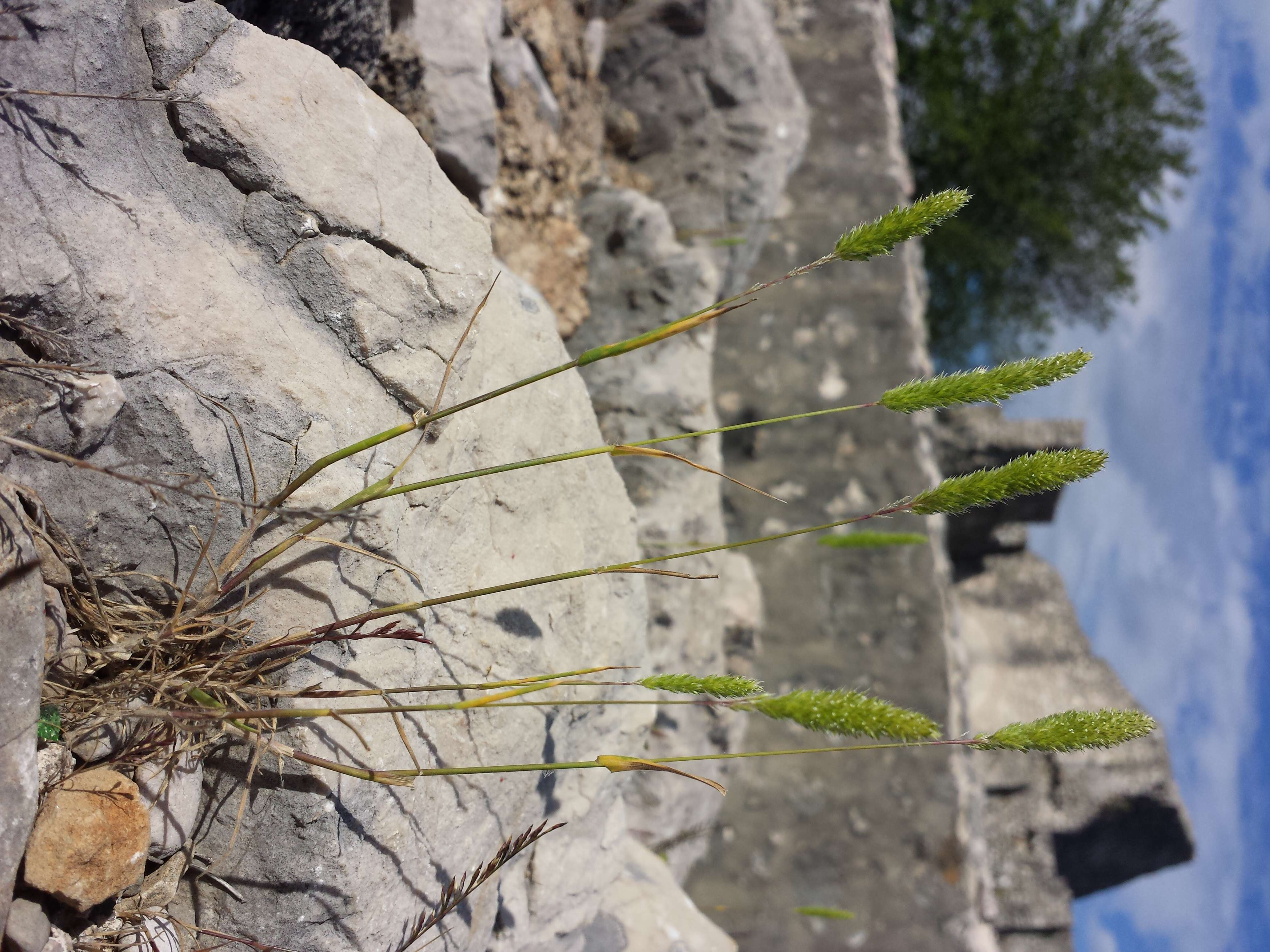 Image of Mediterranean hairgrass