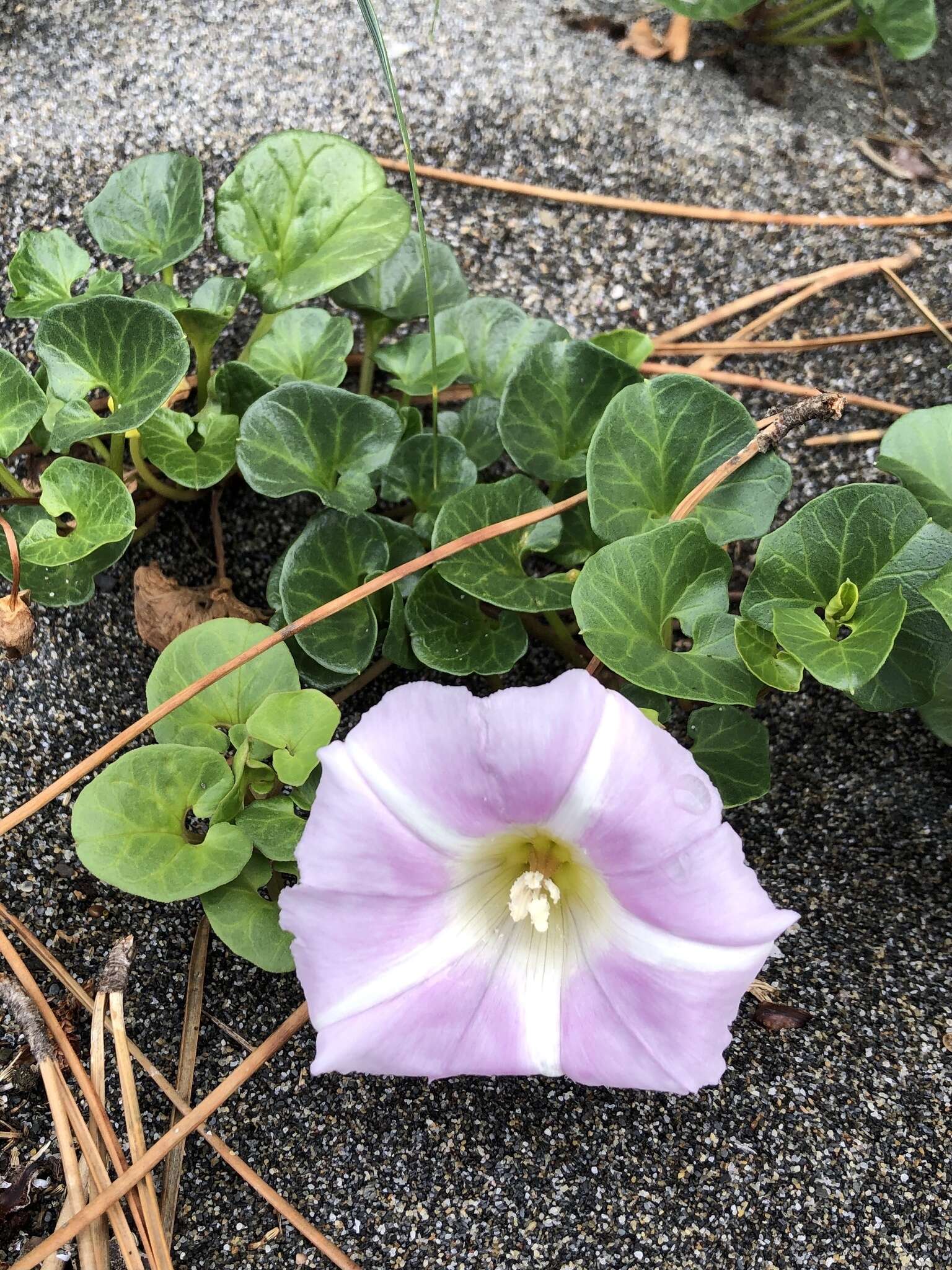 Plancia ëd Calystegia soldanella (L.) R. Br.