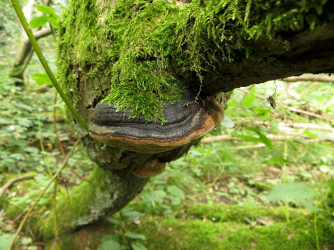 Image of Phellinus igniarius (L.) Quél. 1886