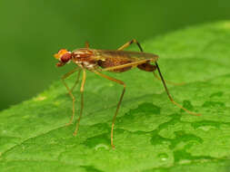 Image of stilt-legged flies