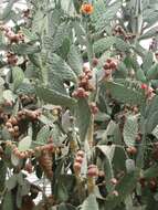 Image of Velvety tree pear