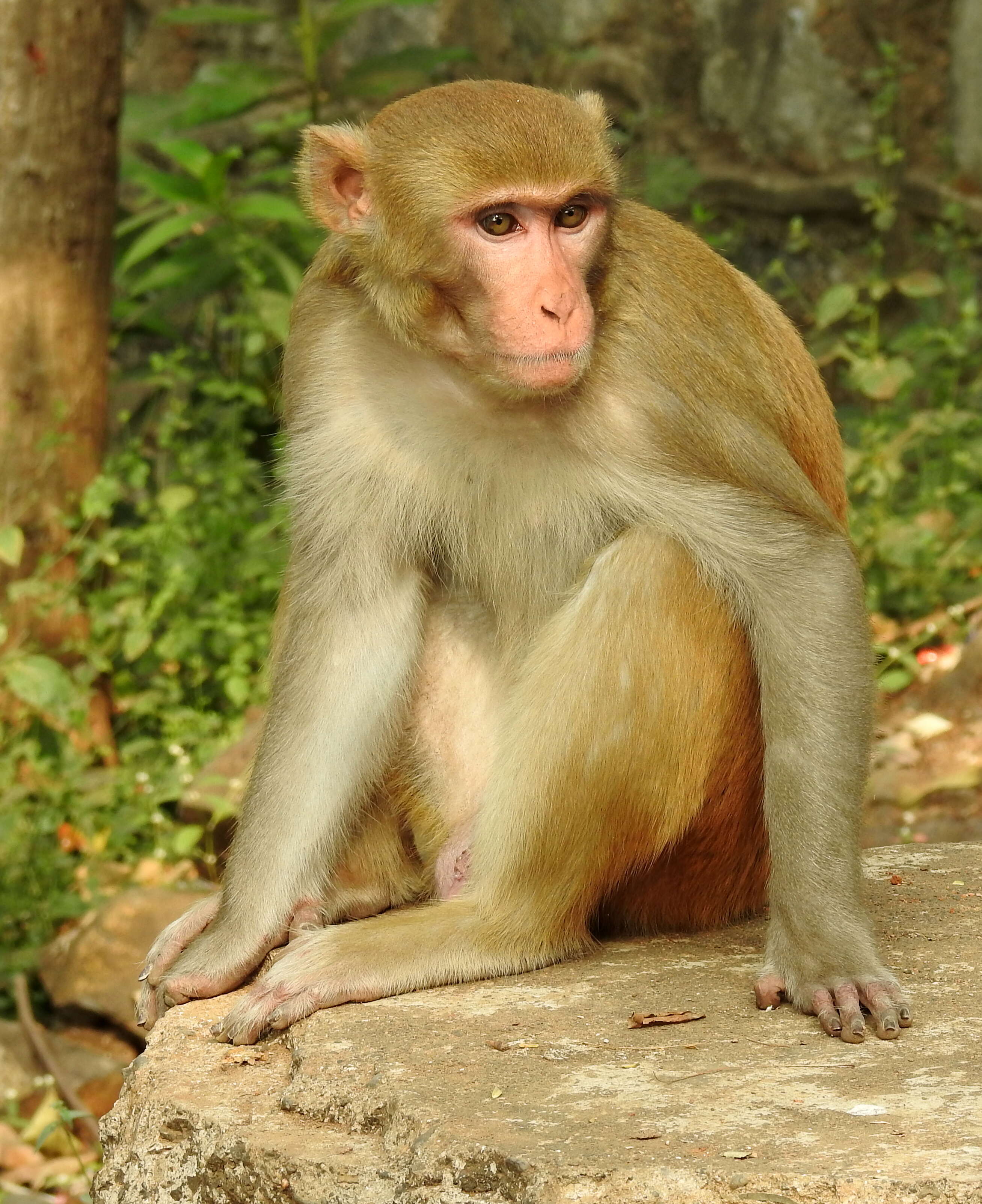 Image of Rhesus Monkey