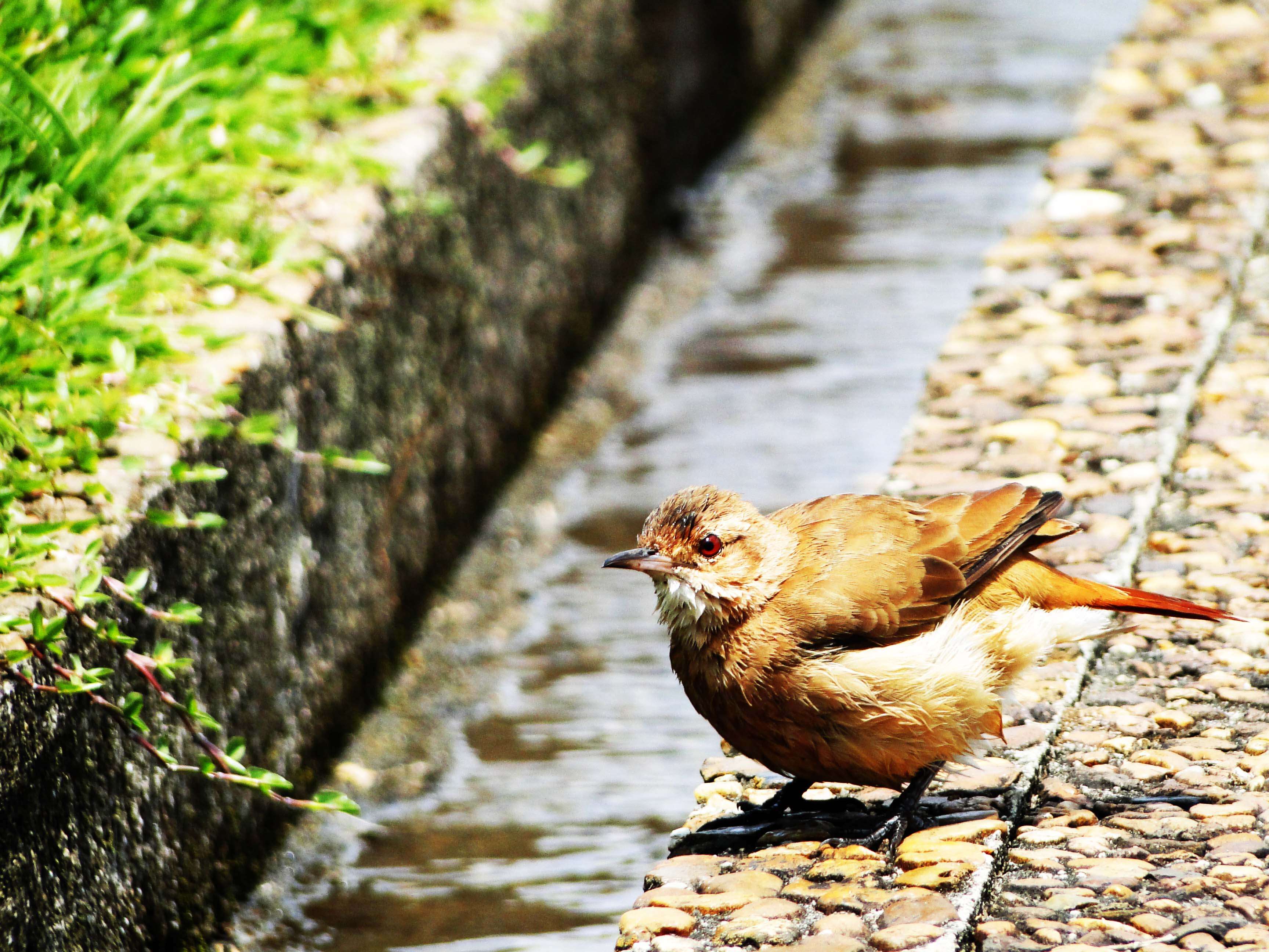 Image of Rufous Hornero