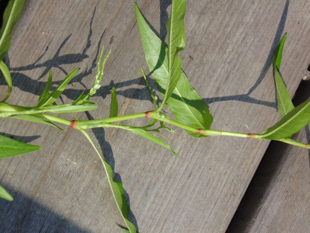 Image of Water-pepper