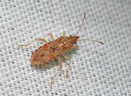 Image of sycamore seed bug