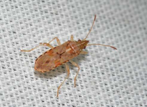 Image of sycamore seed bug