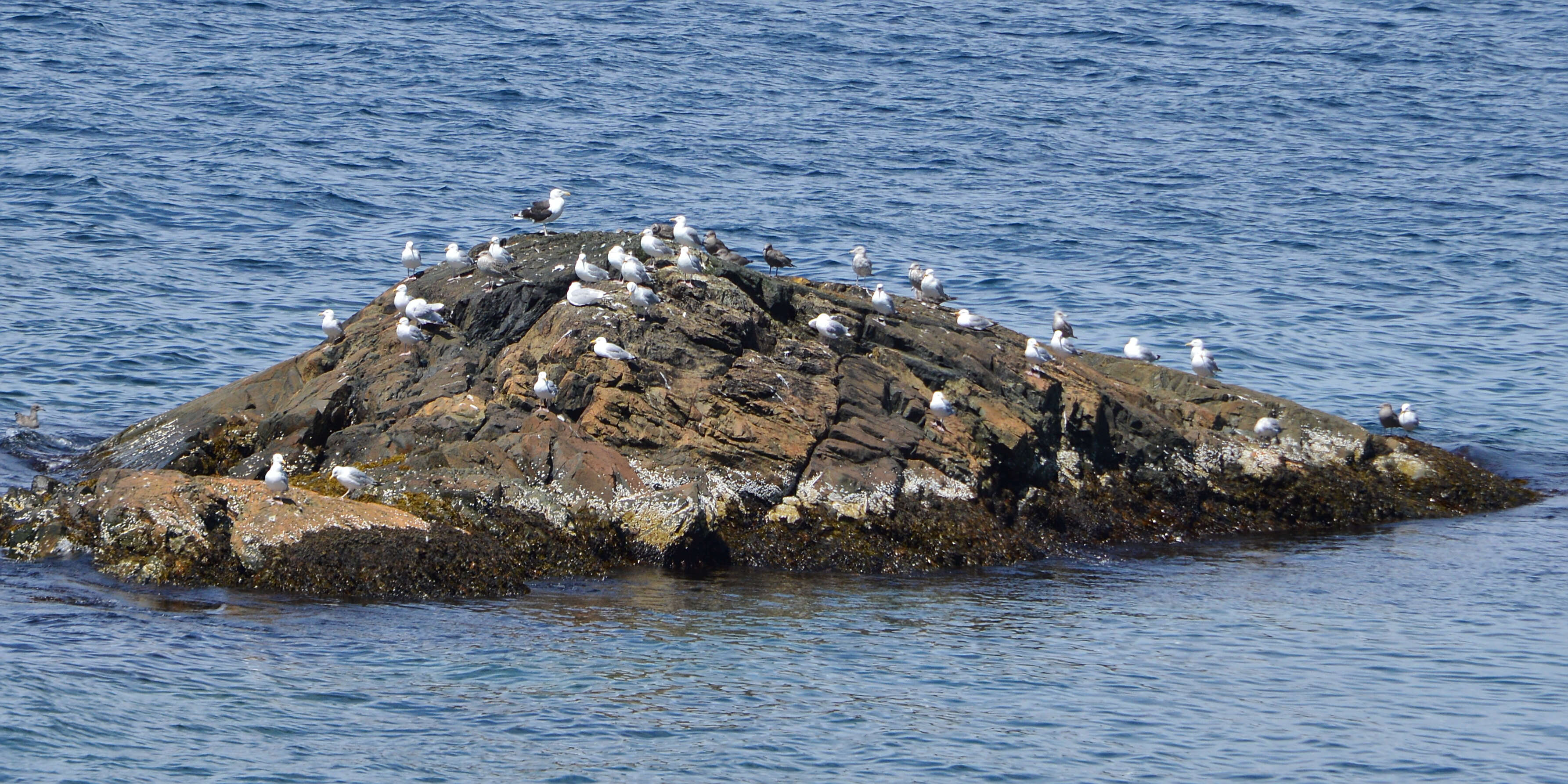 Image of American Herring Gull