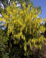 Image of Waterer's Laburnum