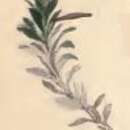 Image of Coleophora chalcogrammella Zeller 1839