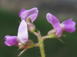 Image of glycine