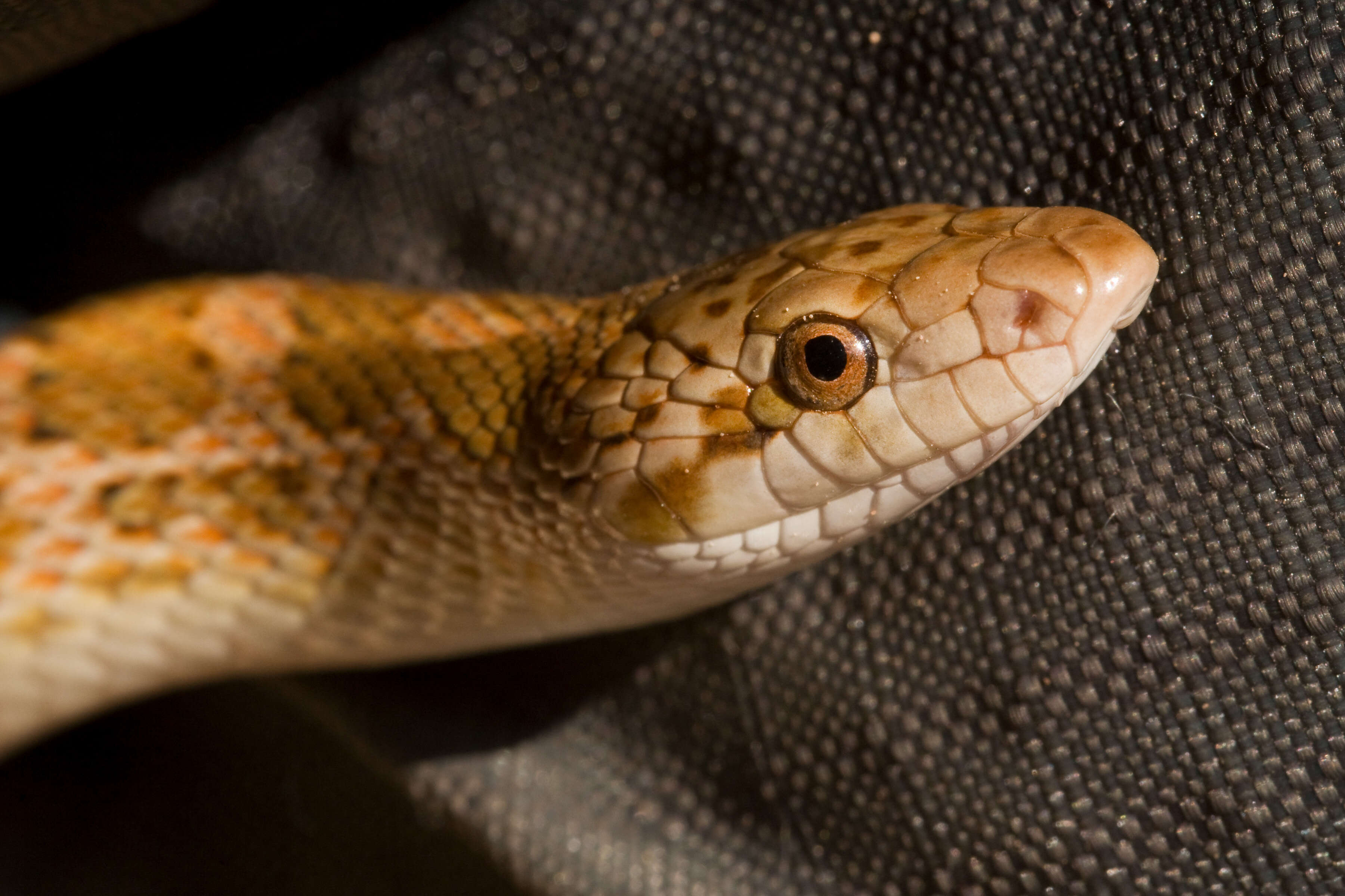 Image of Glossy Snakes