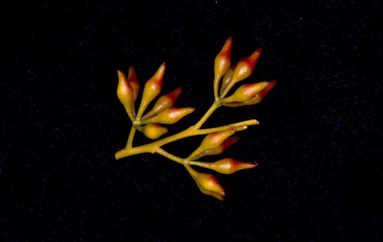 Image of Eucalyptus formanii C. A. Gardner