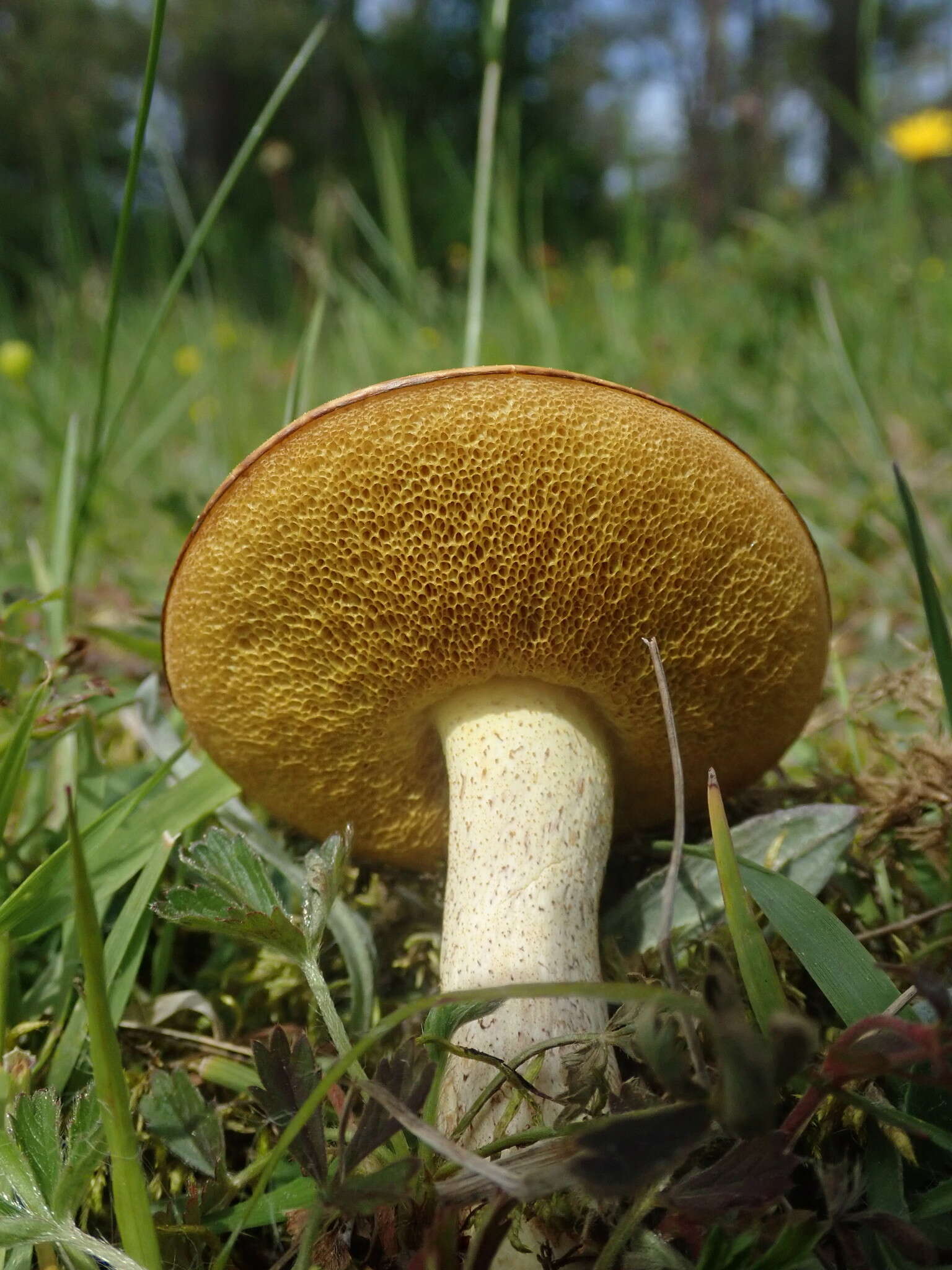 Image of Suillus granulatus (L.) Roussel 1796