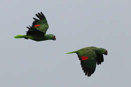 Imagem de Amazona autumnalis (Linnaeus 1758)