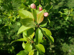 Image of Malus sieversii (Ledeb.) Roem.