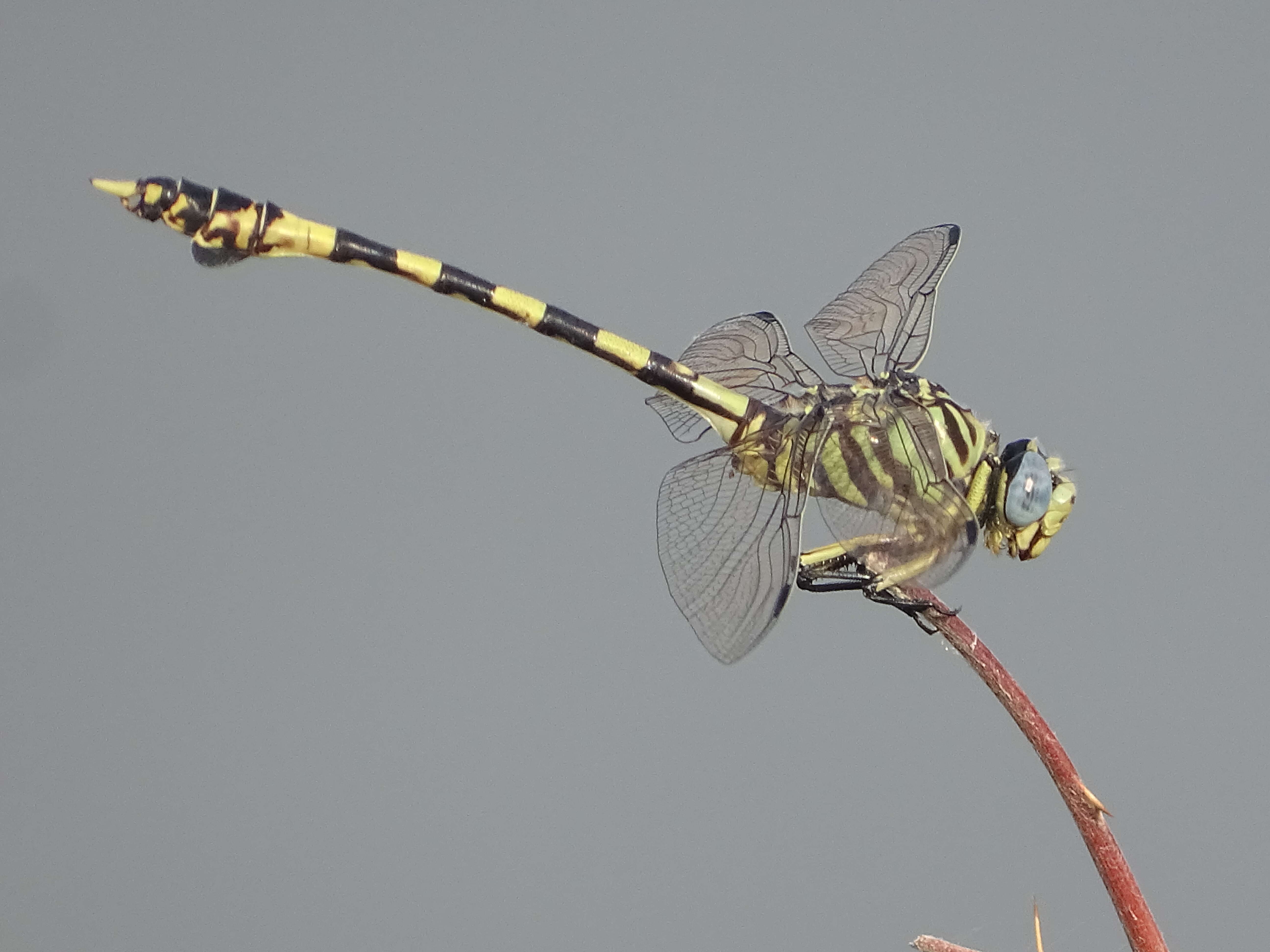 صورة Ictinogomphus ferox (Rambur 1842)