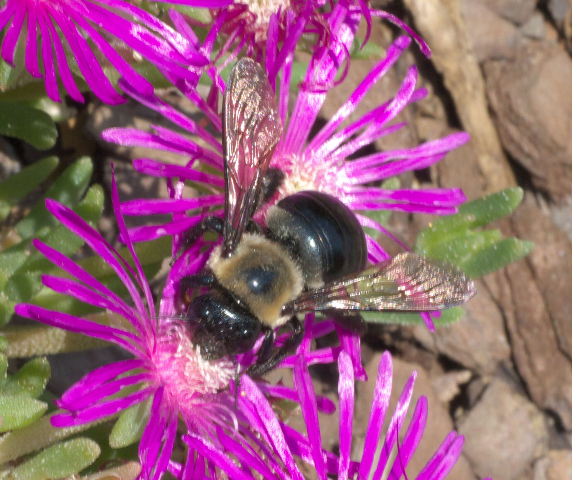 Imagem de Xylocopa virginica (Linnaeus 1771)