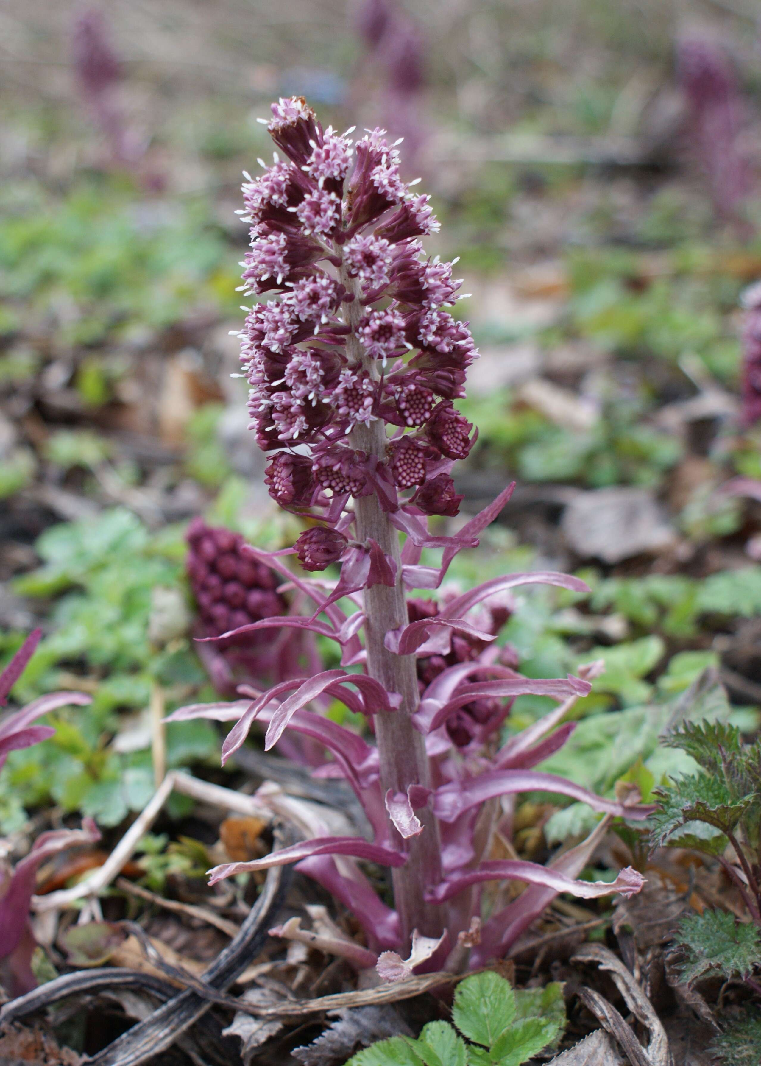 Image of pestilence wort