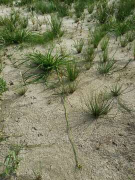 Image of Scirpus radicans Schkuhr