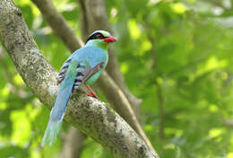 Image of Common Green Magpie