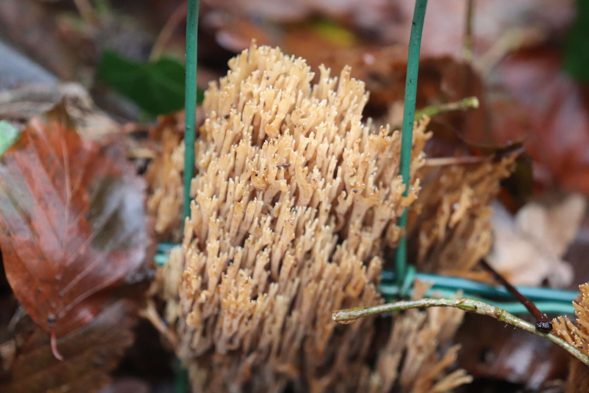 Слика од Ramaria stricta (Pers.) Quél. 1888