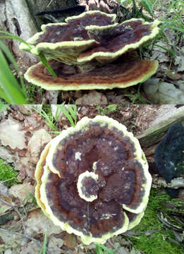 Image of dyer's polypore