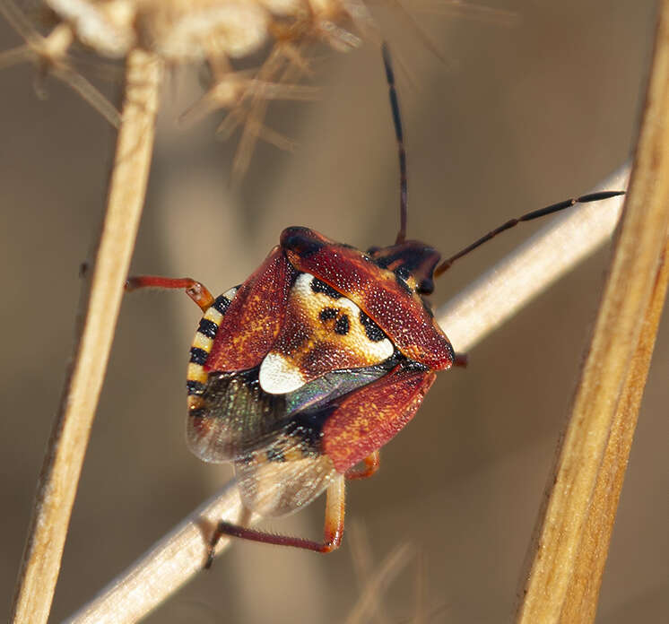 Image of Codophila varia (Fabricius 1787)